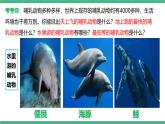人教版八年级生物上学期  5.1.7《哺乳动物》课件