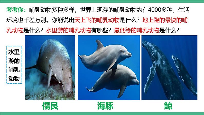 人教版八年级生物上学期  5.1.7《哺乳动物》课件05