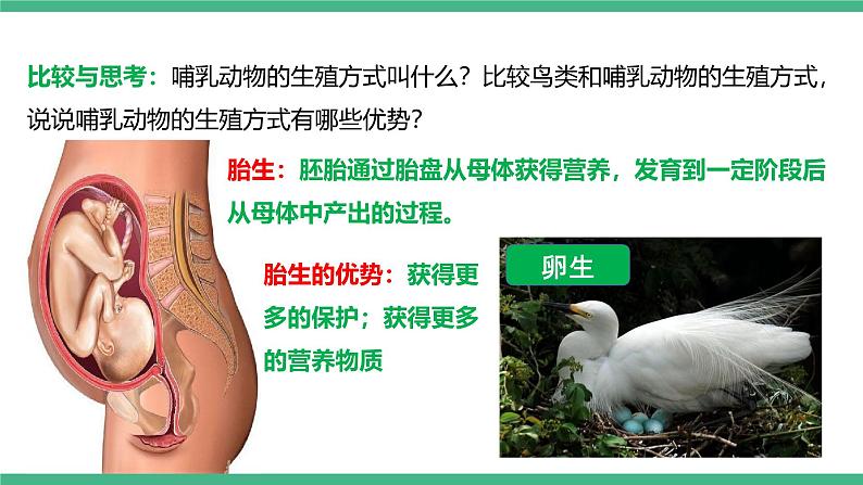 人教版八年级生物上学期  5.1.7《哺乳动物》课件08