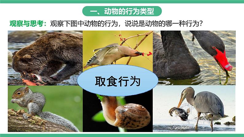 人教版八年级生物上学期  5.2.2《先天性行为和学习行为》课件+素材04