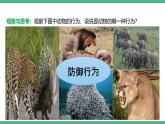 人教版八年级生物上学期  5.2.2《先天性行为和学习行为》课件+素材
