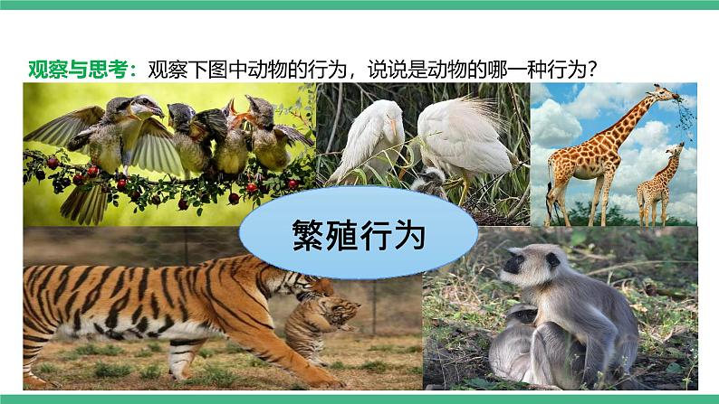 人教版八年级生物上学期  5.2.2《先天性行为和学习行为》课件+素材07