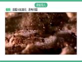 人教版八年级生物上学期  5.2.3《社会行为》课件+素材