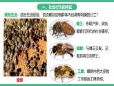 人教版八年级生物上学期  5.2.3《社会行为》课件+素材