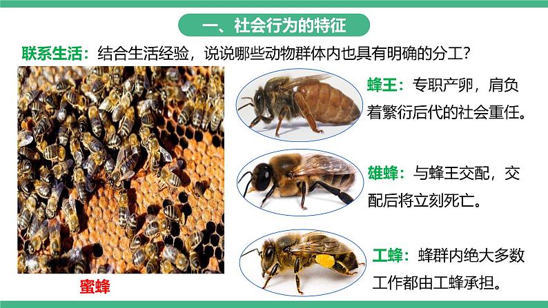 人教版八年级生物上学期  5.2.3《社会行为》课件+素材05