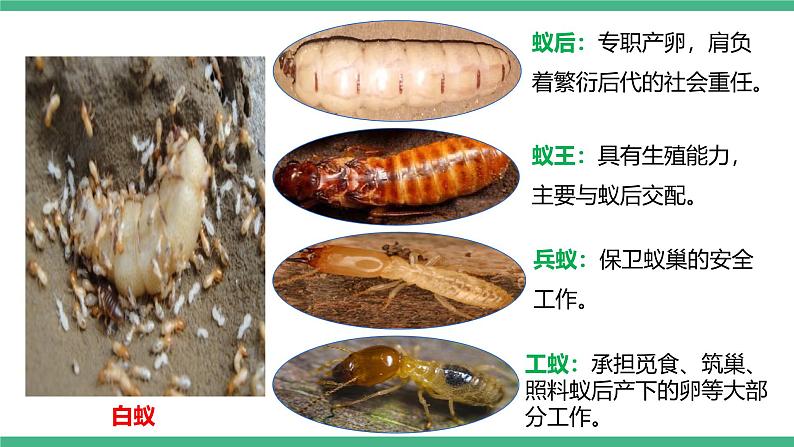 人教版八年级生物上学期  5.2.3《社会行为》课件+素材06