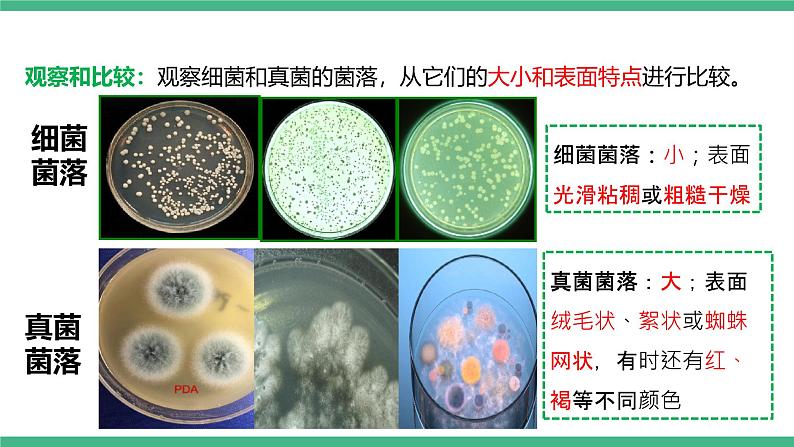 人教版八年级生物上学期  5.4.1《细菌和真菌的分布》课件+素材06