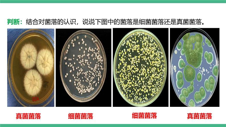 人教版八年级生物上学期  5.4.1《细菌和真菌的分布》课件+素材07