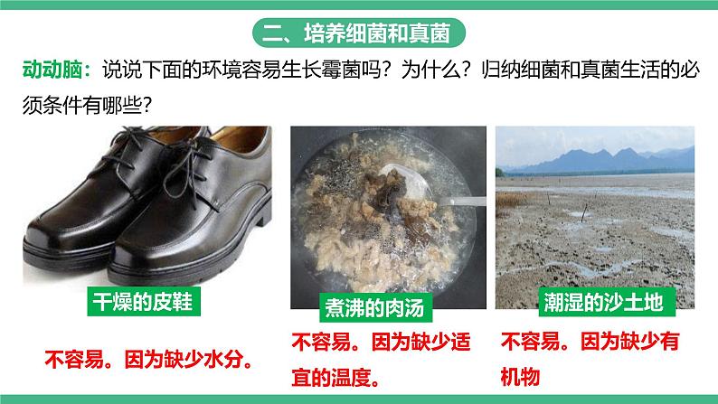 人教版八年级生物上学期  5.4.1《细菌和真菌的分布》课件+素材08