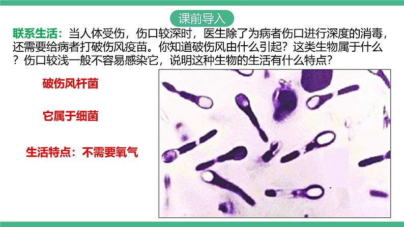 人教版八年级生物上学期  5.4.2《细菌》课件+素材03