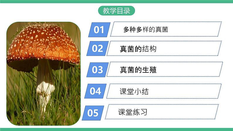 人教版八年级生物上学期  5.4.3《真菌》课件+素材02