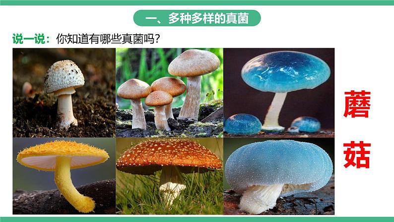 人教版八年级生物上学期  5.4.3《真菌》课件+素材04