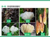 人教版八年级生物上学期  5.4.3《真菌》课件+素材
