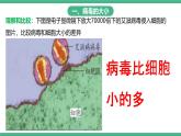 人教版八年级生物上学期  5.5《病毒》课件+素材