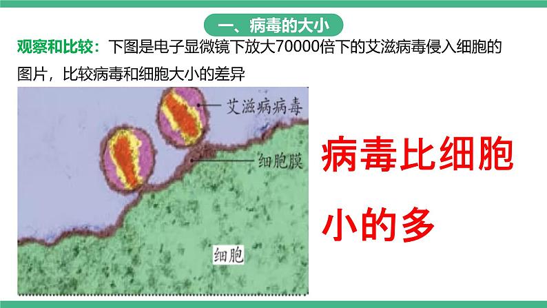 人教版八年级生物上学期  5.5《病毒》课件+素材04