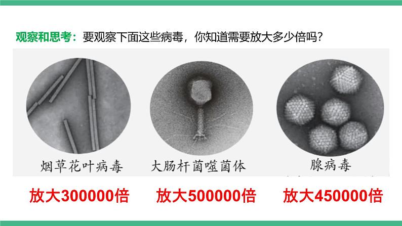 人教版八年级生物上学期  5.5《病毒》课件+素材05