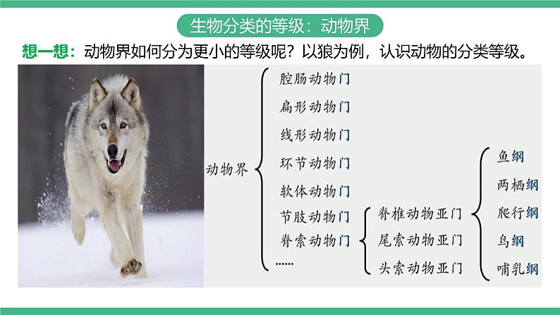 人教版八年级生物上学期  6.1.2《从种到界》课件+素材06