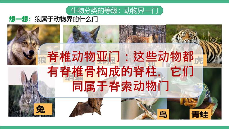 人教版八年级生物上学期  6.1.2《从种到界》课件+素材07