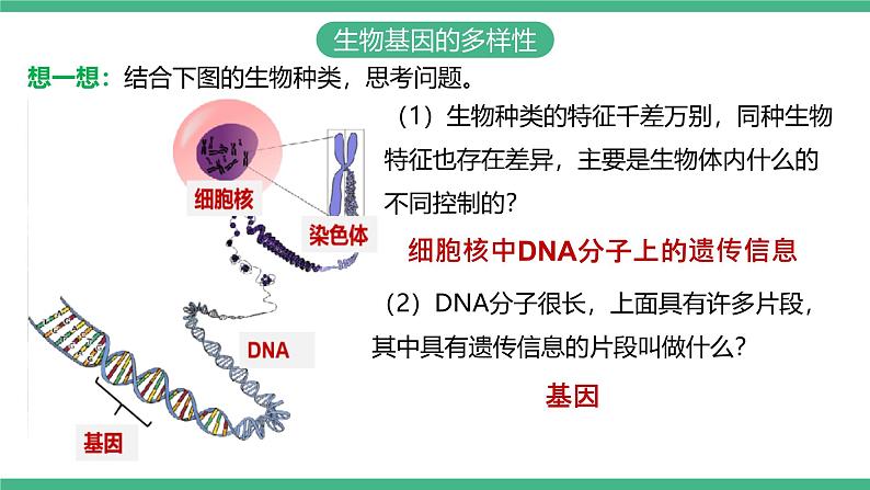 人教版八年级生物上学期  6.2《认识生物的多样性》课件+素材08