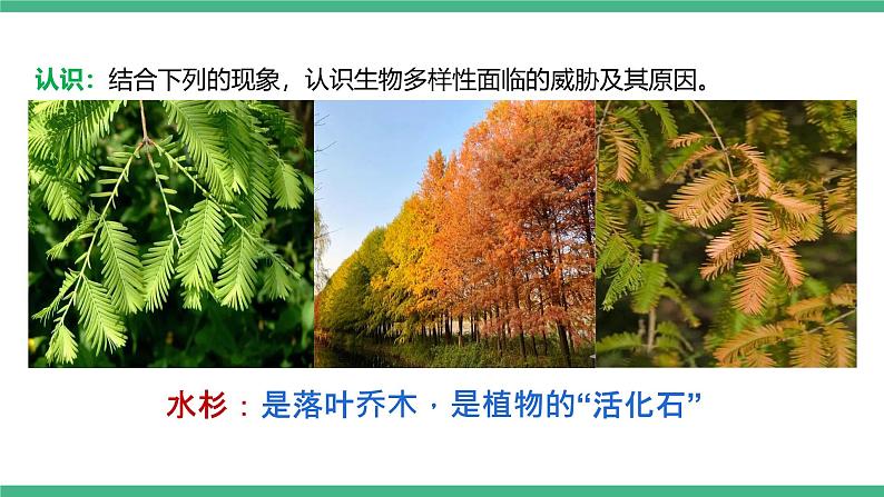 人教版八年级生物上学期  6.3《保护生物的多样性》课件+素材08