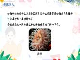 人教版 生物 八上 第5单元 第1章 第1节 腔肠动物和扁形动物 PPT课件