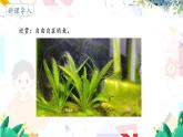 人教版 生物 八上 第5单元 第1章 第4节 鱼 PPT课件