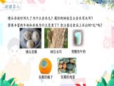 人教版 生物 八上 第5单元 第4章 第1节 细菌和真菌的分布 PPT课件