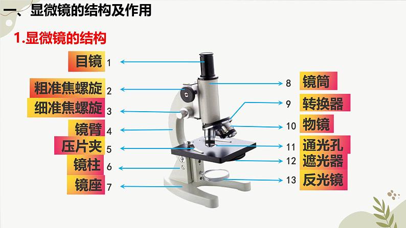 【核心素养】冀少版（2024）生物七年级上册 1.1.1 显微镜的使用 同步课件+同步练习08