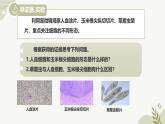 【核心素养】冀少版（2024）生物七年级上册 1.1.2 细胞的形态 同步课件+同步练习