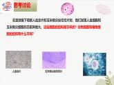【核心素养】冀少版（2024）生物七年级上册 1.1.3  细胞的结构 同步课件+同步练习