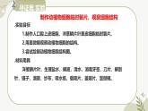 【核心素养】冀少版（2024）生物七年级上册 1.1.3  细胞的结构 同步课件+同步练习