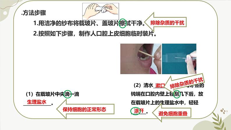 【核心素养】冀少版（2024）生物七年级上册 1.1.3  细胞的结构 同步课件+同步练习06