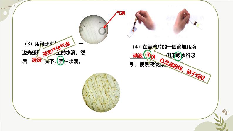 【核心素养】冀少版（2024）生物七年级上册 1.1.3  细胞的结构 同步课件+同步练习07