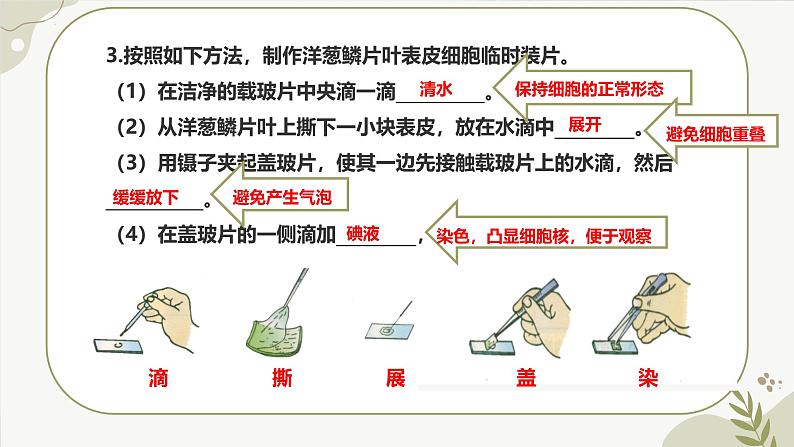 【核心素养】冀少版（2024）生物七年级上册 1.1.3  细胞的结构 同步课件+同步练习08