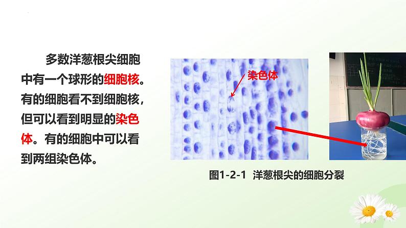 【核心素养】冀少版（2024）生物七年级上册 1.2.1 细胞的分裂 同步课件+同步练习07