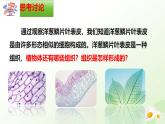 【核心素养】冀少版（2024）生物七年级上册 1.2.2 组织的形成 同步课件+同步练习
