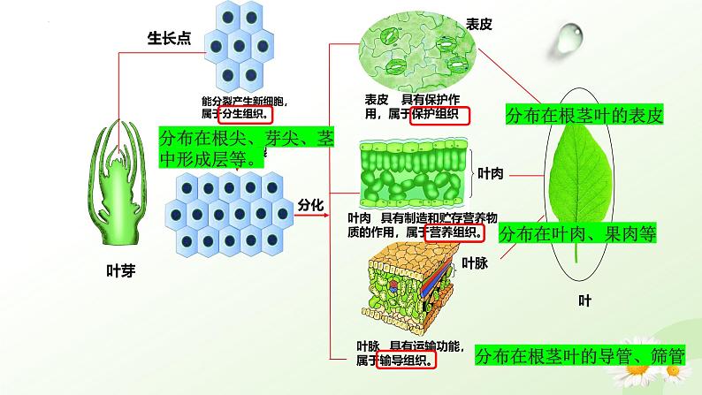 【核心素养】冀少版（2024）生物七年级上册 1.2.2 组织的形成 同步课件+同步练习05