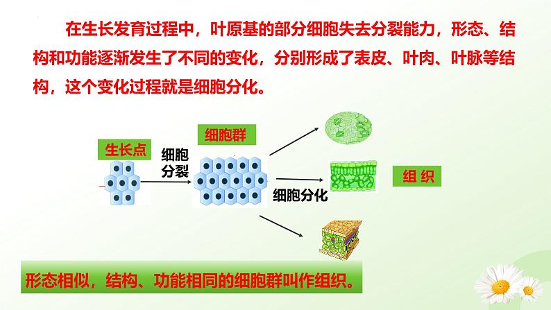 【核心素养】冀少版（2024）生物七年级上册 1.2.2 组织的形成 同步课件+同步练习06