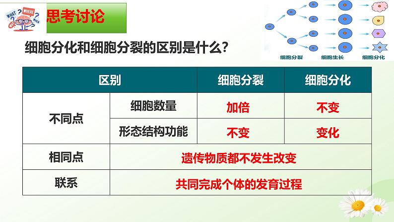 【核心素养】冀少版（2024）生物七年级上册 1.2.2 组织的形成 同步课件+同步练习07