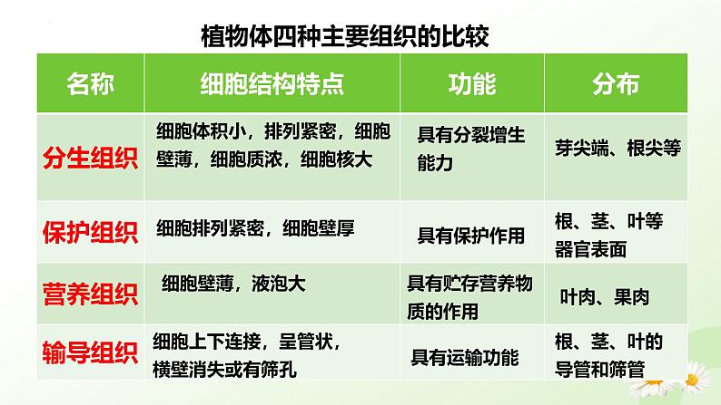 【核心素养】冀少版（2024）生物七年级上册 1.2.2 组织的形成 同步课件+同步练习08