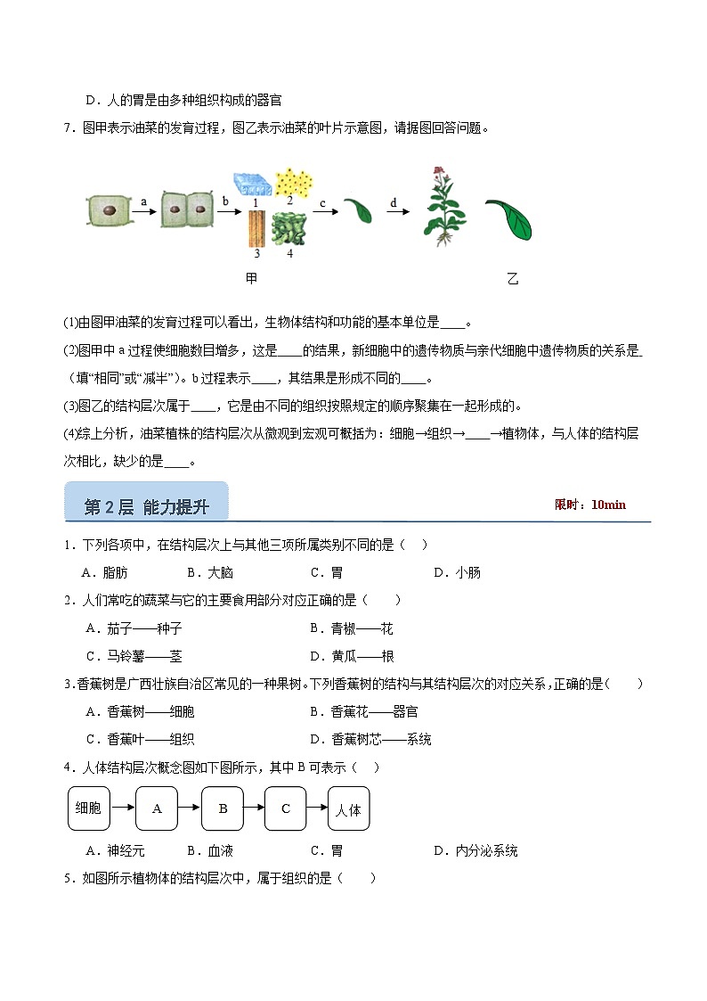 【核心素养】冀少版（2024）生物七年级上册 1.2.3 器官和系统 同步课件+同步练习02