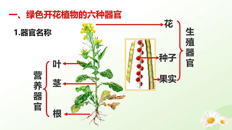 【核心素养】冀少版（2024）生物七年级上册 1.2.3 器官和系统 同步课件+同步练习05