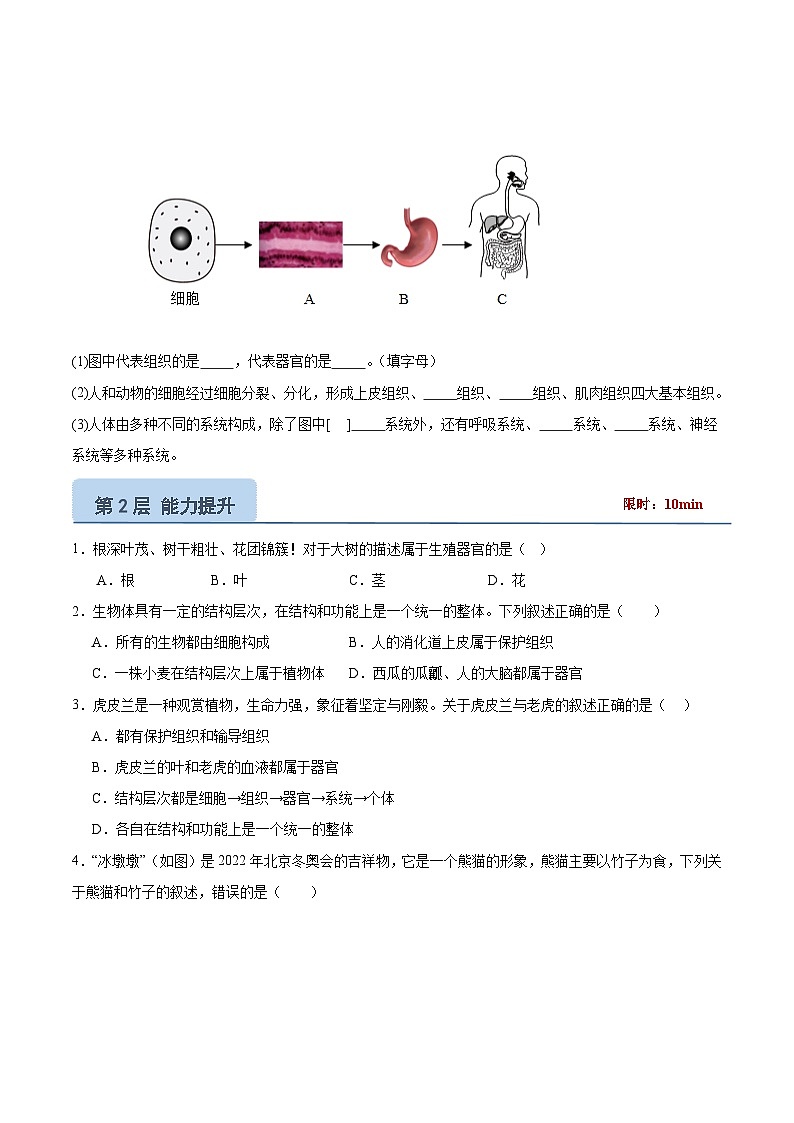 【核心素养】冀少版（2024）生物七年级上册 1.2.4  生物体 同步课件+同步练习02