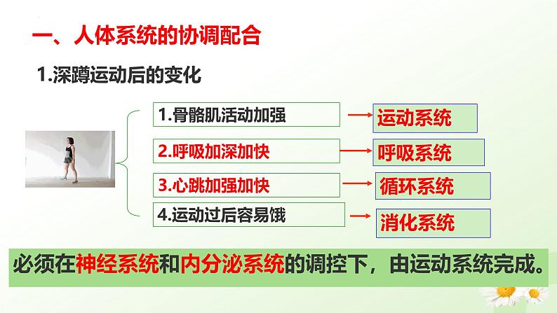 【核心素养】冀少版（2024）生物七年级上册 1.2.4  生物体 同步课件+同步练习05