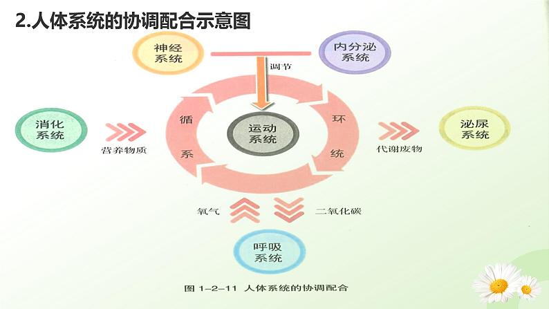 【核心素养】冀少版（2024）生物七年级上册 1.2.4  生物体 同步课件+同步练习06