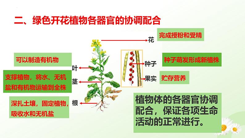 【核心素养】冀少版（2024）生物七年级上册 1.2.4  生物体 同步课件+同步练习07