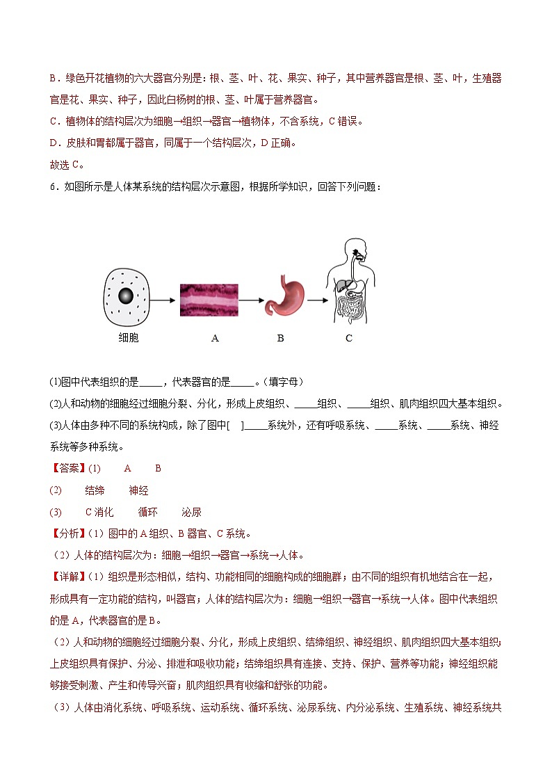 【核心素养】冀少版（2024）生物七年级上册 1.2.4  生物体 同步课件+同步练习03