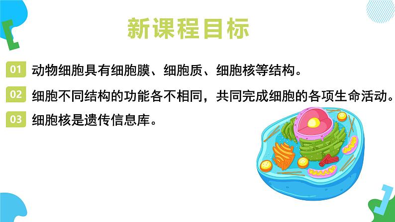 【核心素养】苏教版（2024）生物七年级上册 1.1.2 动物细胞的结构与功能（教学课件+同步练习）03