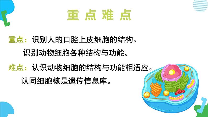 【核心素养】苏教版（2024）生物七年级上册 1.1.2 动物细胞的结构与功能（教学课件+同步练习）04