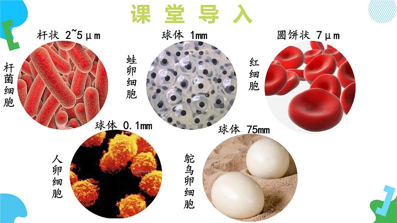 【核心素养】苏教版（2024）生物七年级上册 1.1.2 动物细胞的结构与功能（教学课件+同步练习）05